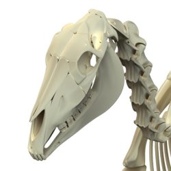 The equine Skeleton